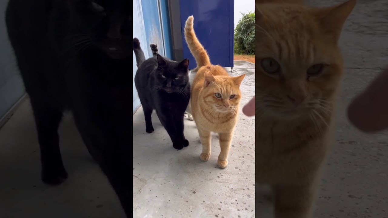井上尚弥みたいなスウェーで避けるシャム猫　　#ネコ#cat #straycats