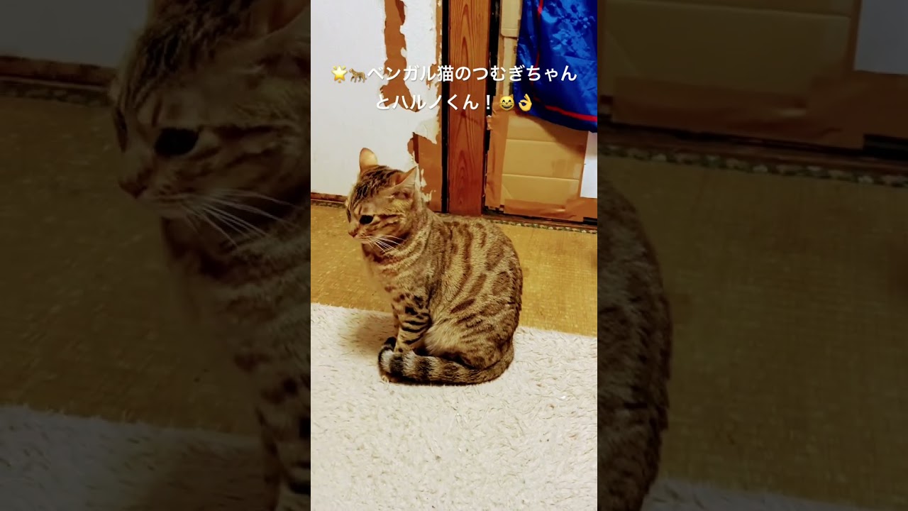🌟ベンガル猫つむぎちゃんとハルノくん！（笑）（２０２５０１２５ー５）#ベンガル猫#猫のいる暮らし  #bengalcat#cat#short