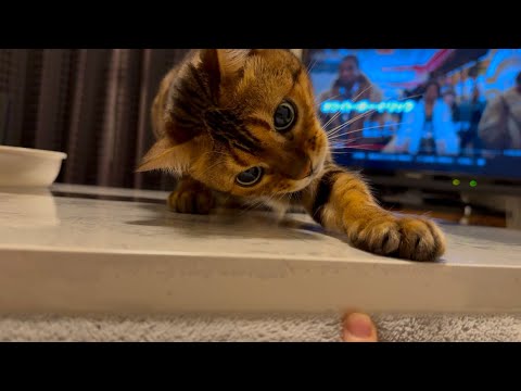 最近のこゆちゃんはテンションが高すぎる【こゆり】