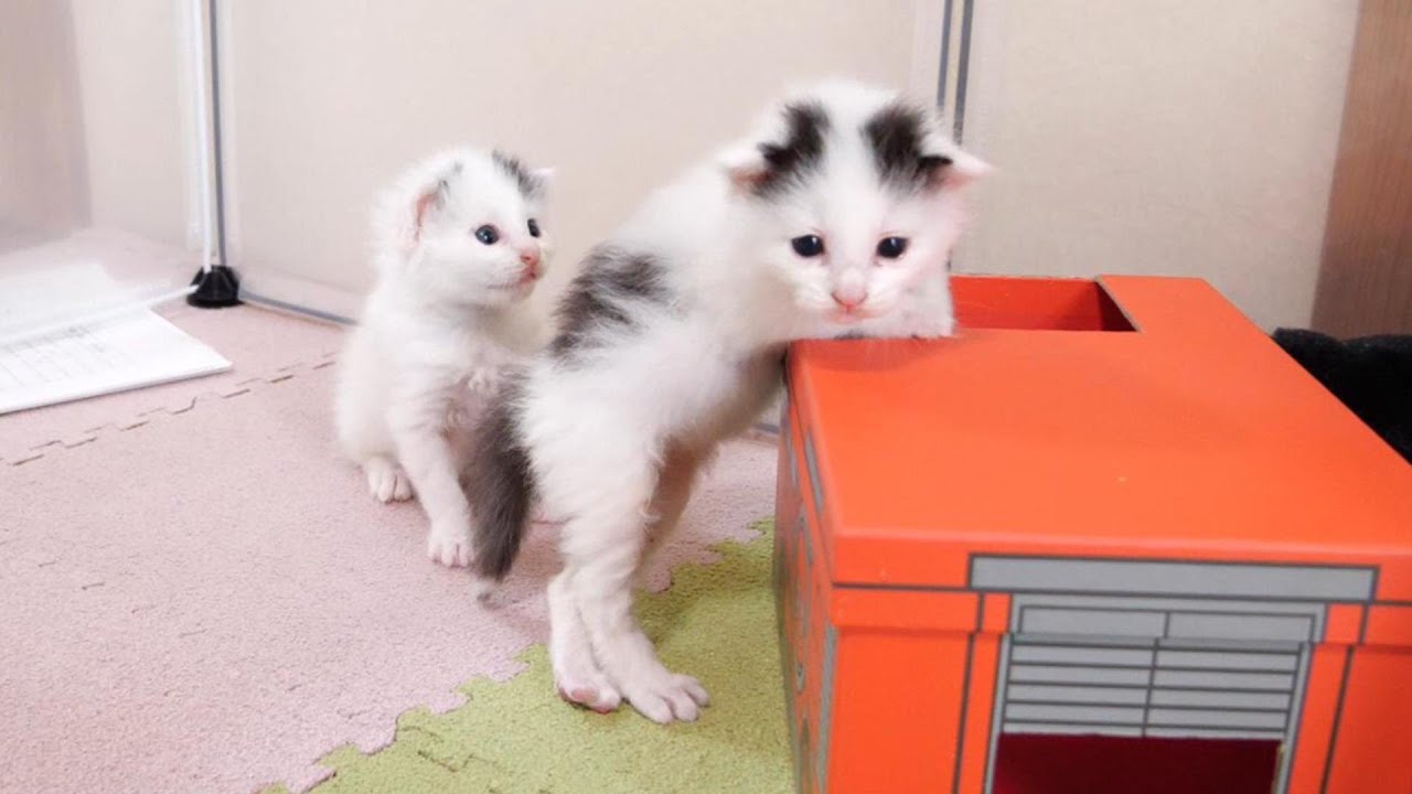 緊急事態発生？子猫の隊員が急いで救急車のおもちゃに乗り込もうとする【赤ちゃん猫　保護猫】