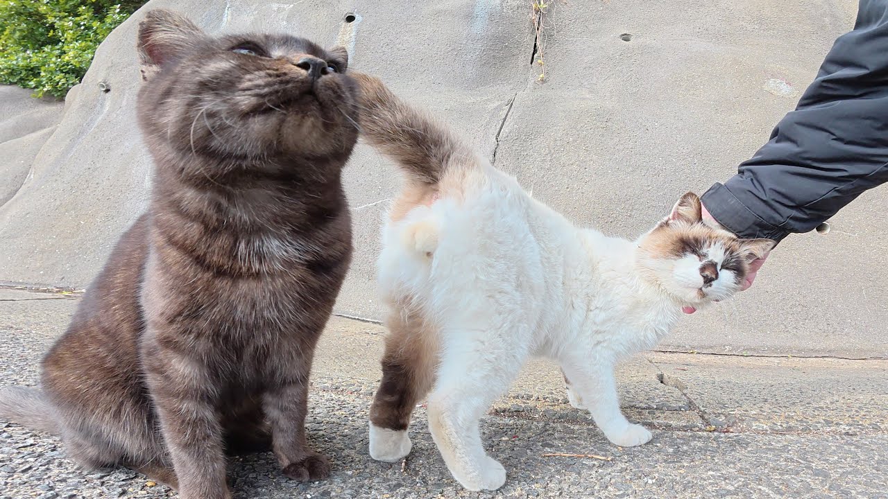 崖の上のシャム猫を呼んだら、仲間猫達もゾロゾロと集まって来た