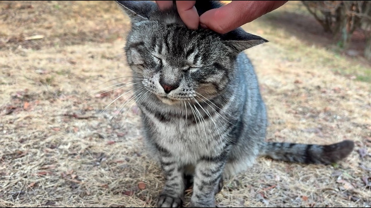甘い鳴き声でしっかり挨拶サバトラ猫ちゃん、三毛ちゃんも来た