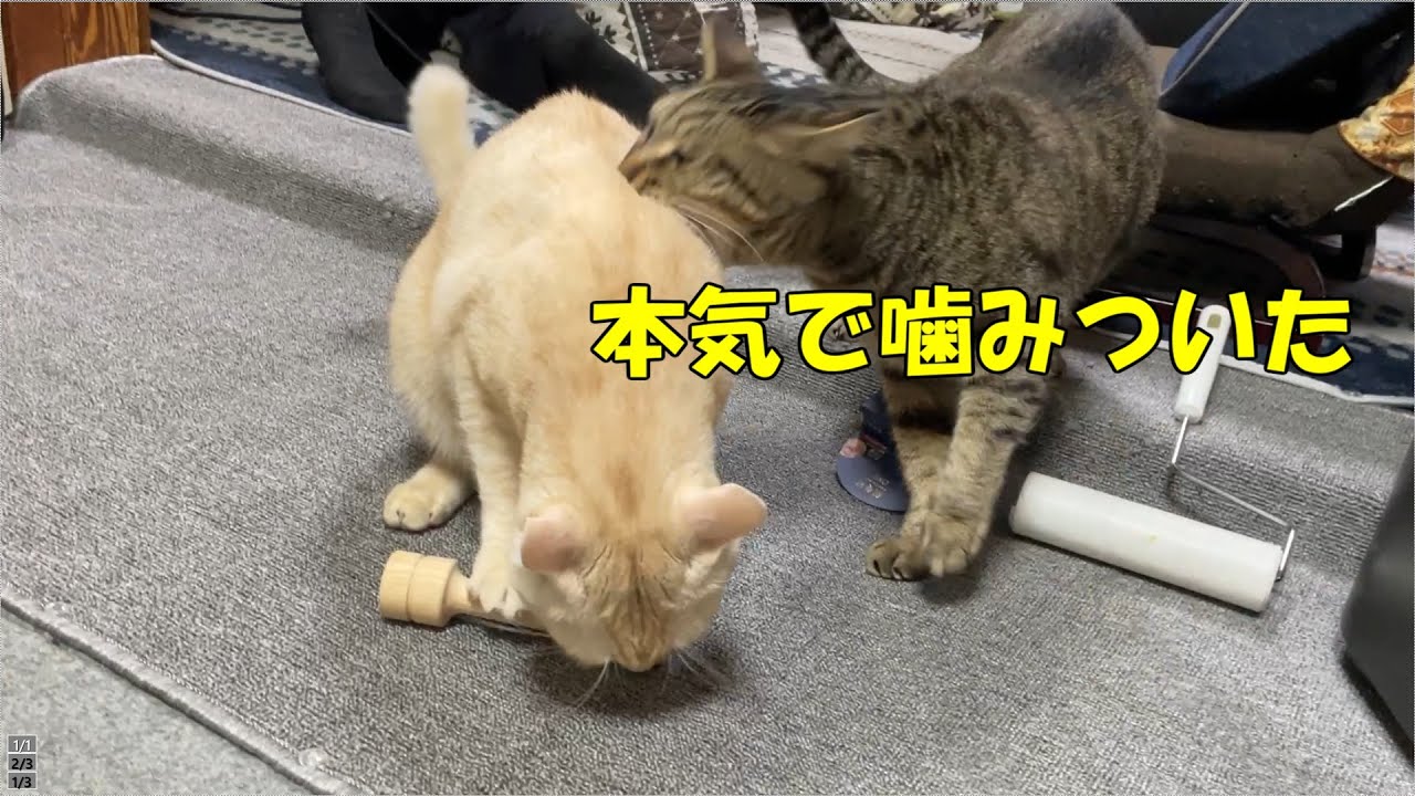 本気で噛みついた。＃猫＃保護猫 ＃子猫 ＃cat＃kuromomo12345