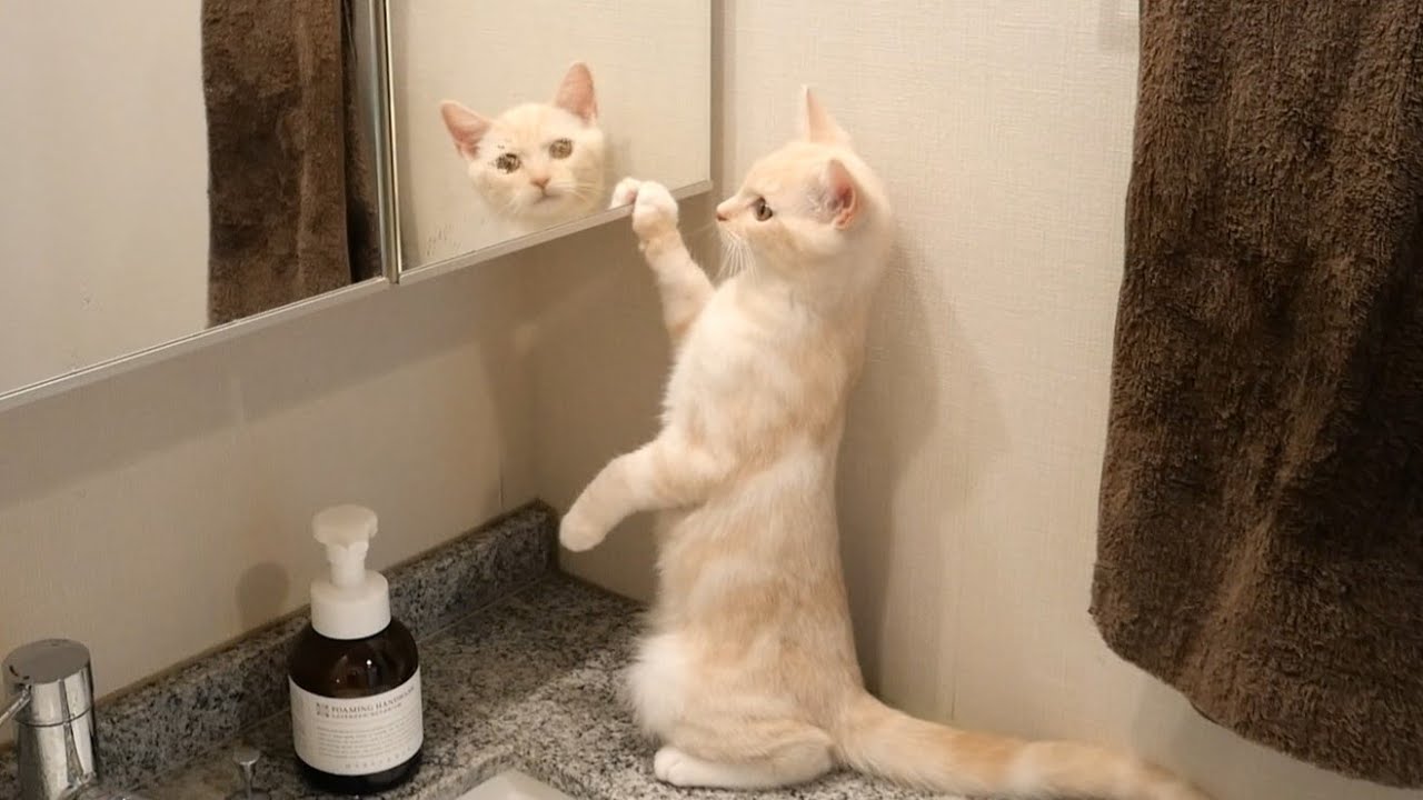 鏡に映る自分の姿を見た子猫の反応がこちらです