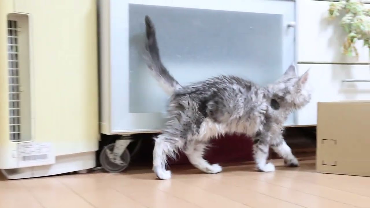 メインクーン子猫キアラちゃんの目覚め