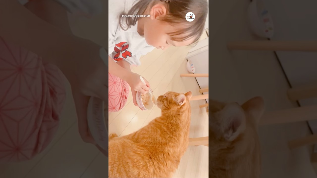 穏やかなご飯時間｜PECO #保護猫 #スコティッシュフォールド #茶トラ #猫 #愛猫家 #rescuedcat #scottishfold #cat #catlover