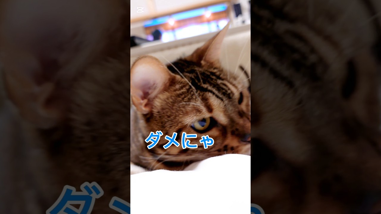 仕事行かにゃいで！ #猫 #猫動画 #猫のいる暮らし #ベンガル #cat #fyp #shorts #short