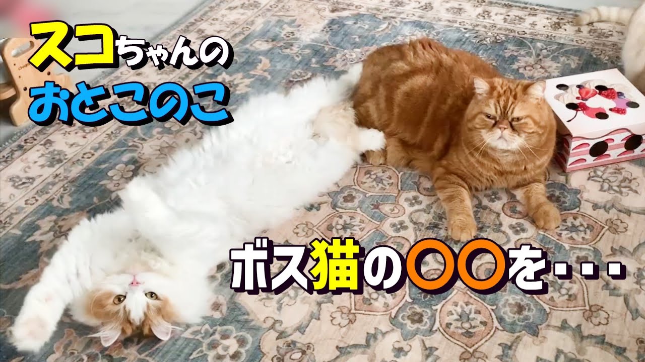 【スコティッシュフォールド】末っ子くんと姉御の止められないコト#猫好きさんと繋がりたい #ねこ #cat