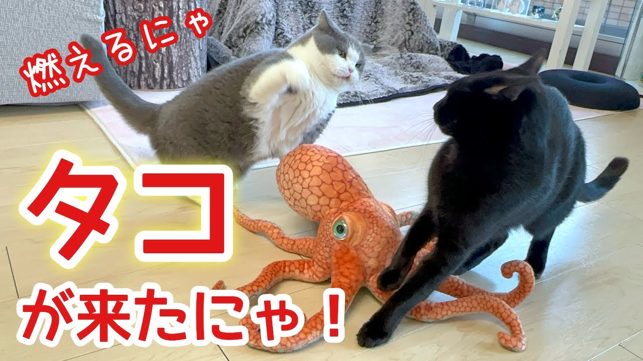 タコ🐙が来たにゃ❣️梅子の部屋チャンネル