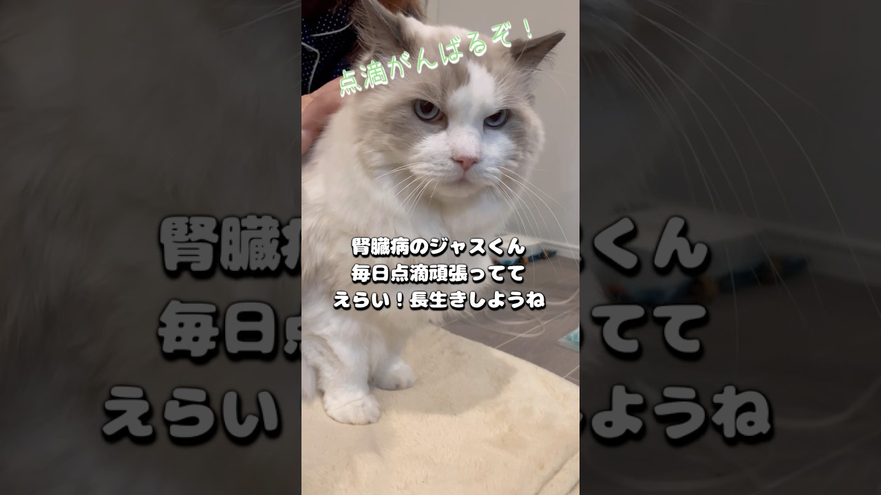 毎朝の日課  #猫 #cat #ラグドール  #猫のいる暮らし #腎臓病