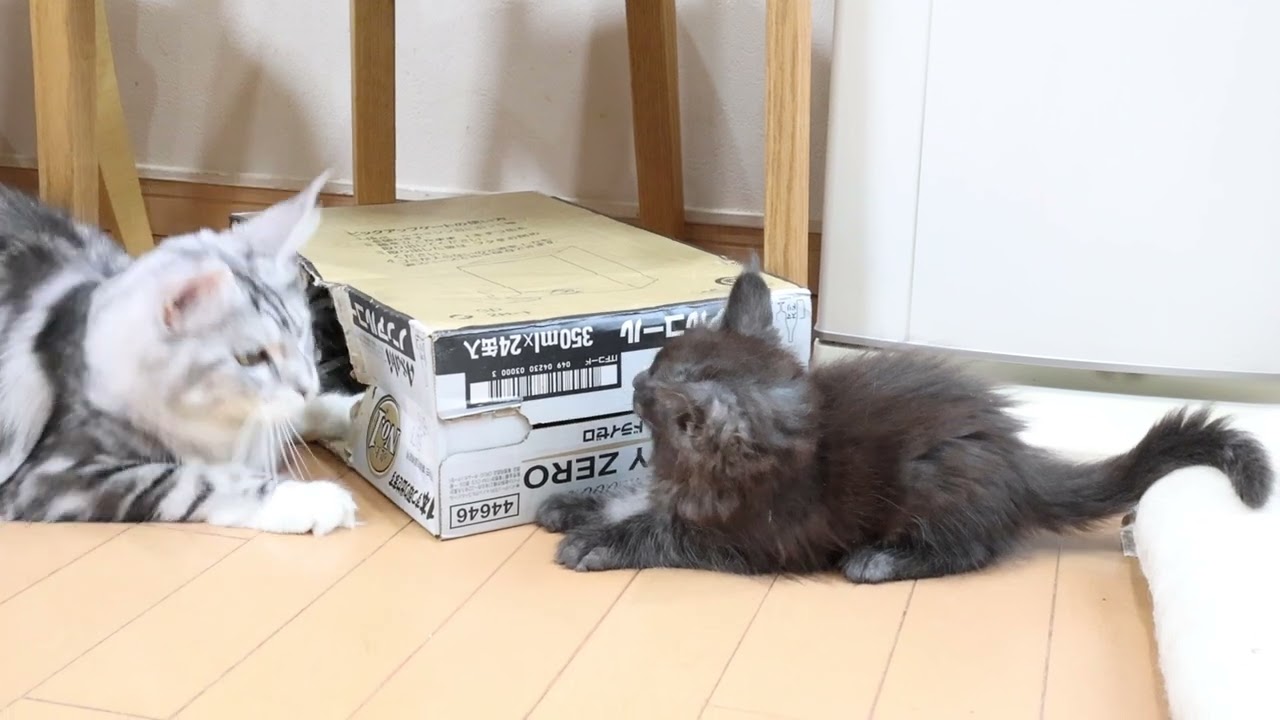 格好良いブラックスモークのメインクーン子猫