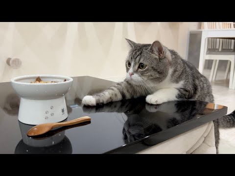 ギリギリ届かない位置におやつを置かれたときの猫の反応がかわいすぎたw