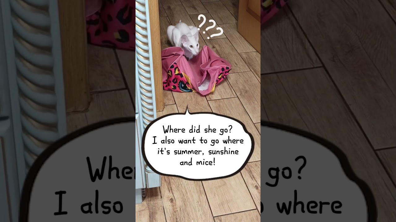 The Ultimate Cat vs Dog Fantasy Adventure!