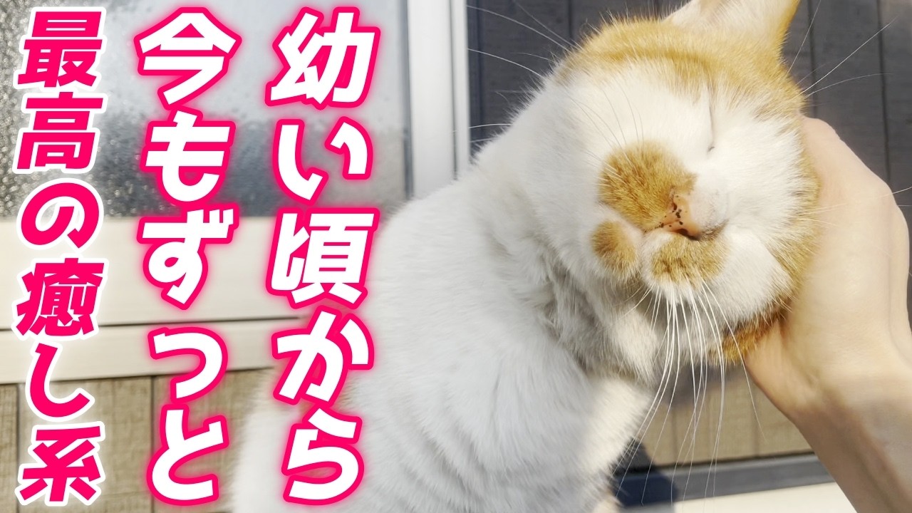 癒し系の庭子猫君を撫でた時の反応が最高に可愛かったので…♡【三毛母猫の子猫】