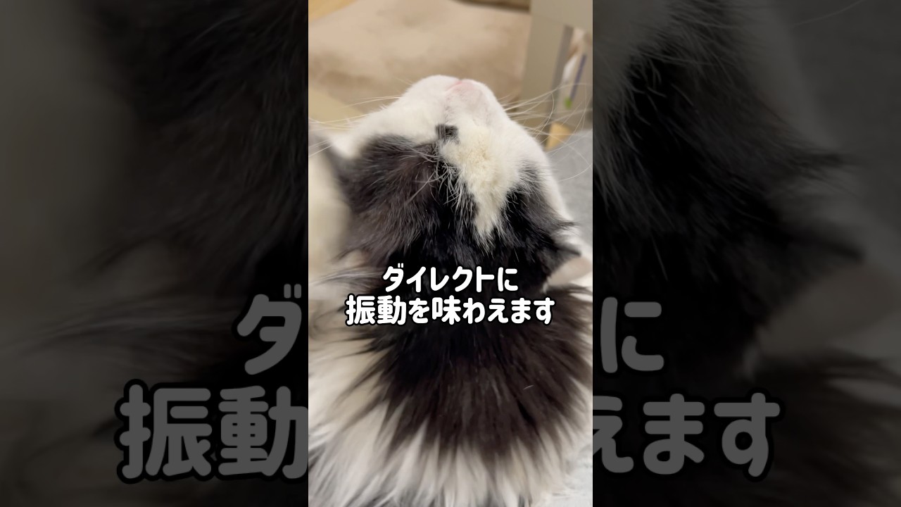 【巨大】おじいちゃんスコの寄り添いメンテナンスw #shorts #cat #スコティッシュフォールド #ハチワレ #猫のいる暮らし #猫動画 #catvideos