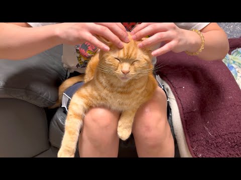 猫に顔マッサージしてみたらこんな表情になりましたww