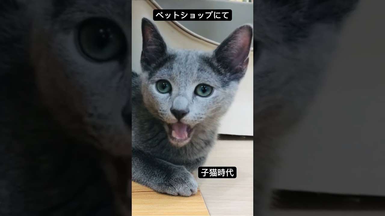 ロシアンブルー|子猫時代の虎徹がバースディソングを歌うよ|Russian Blue cat