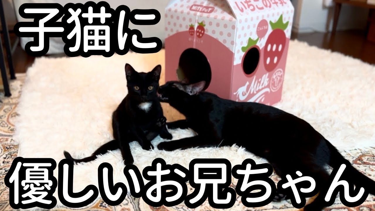 かわいい猫たちとの暮らしはこんな感じです