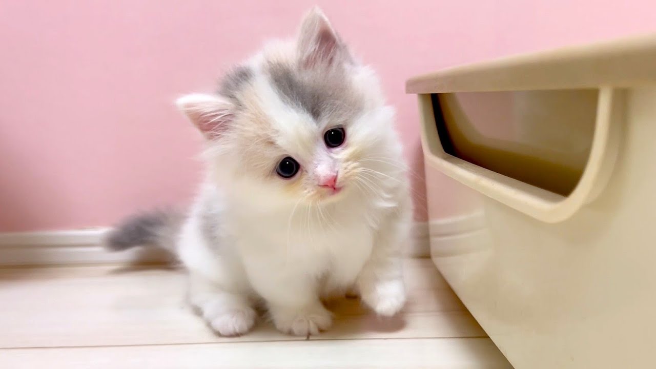 【マンチカンの子猫】一匹づつ子猫達の様子を観察してみた件 ～猫のいる生活Vol.1076～出産動画 マンチカン短足・ミヌエット・ペルシャ猫専門ブリーダー『ペット蔵人』【子猫の成長記録】