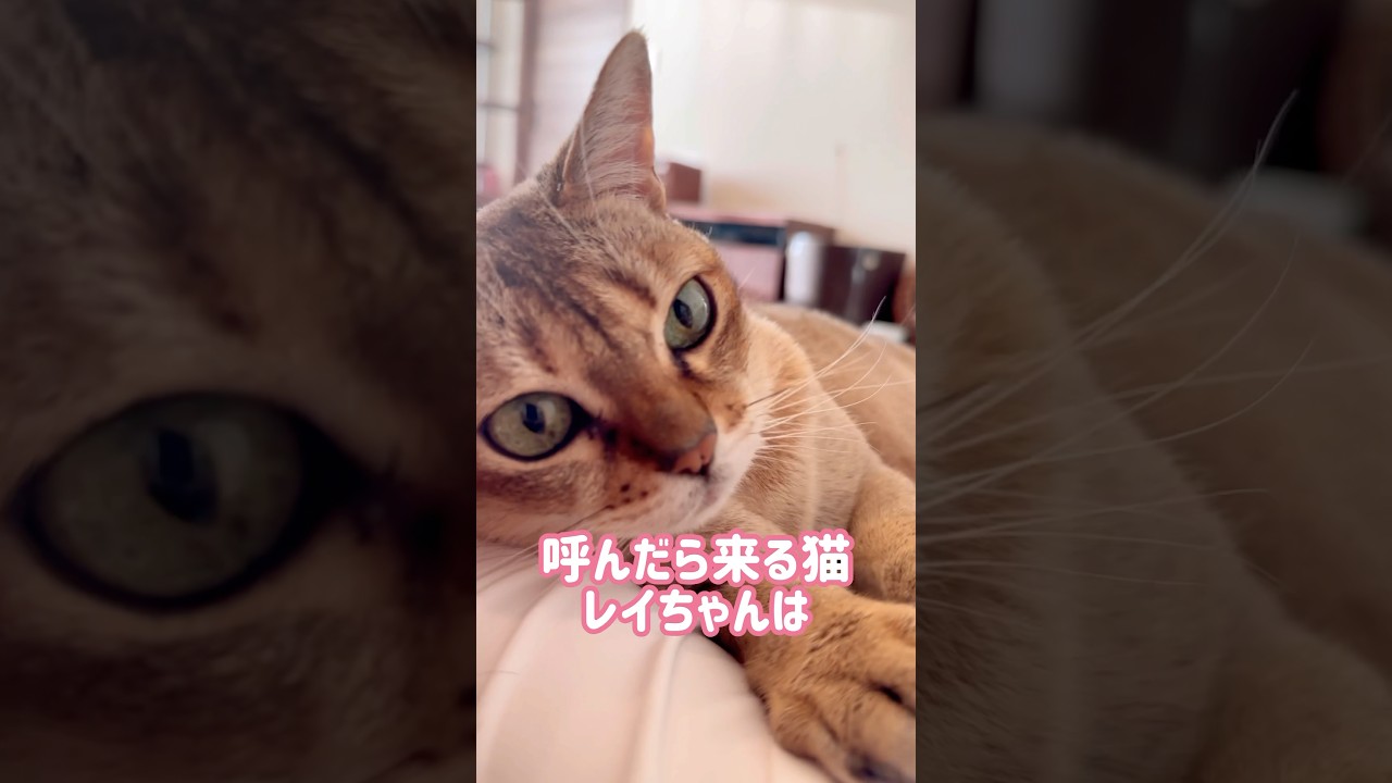 ホットカーペットからはみ出して寝るレイちゃん #シンガプーラ #cat #shorts