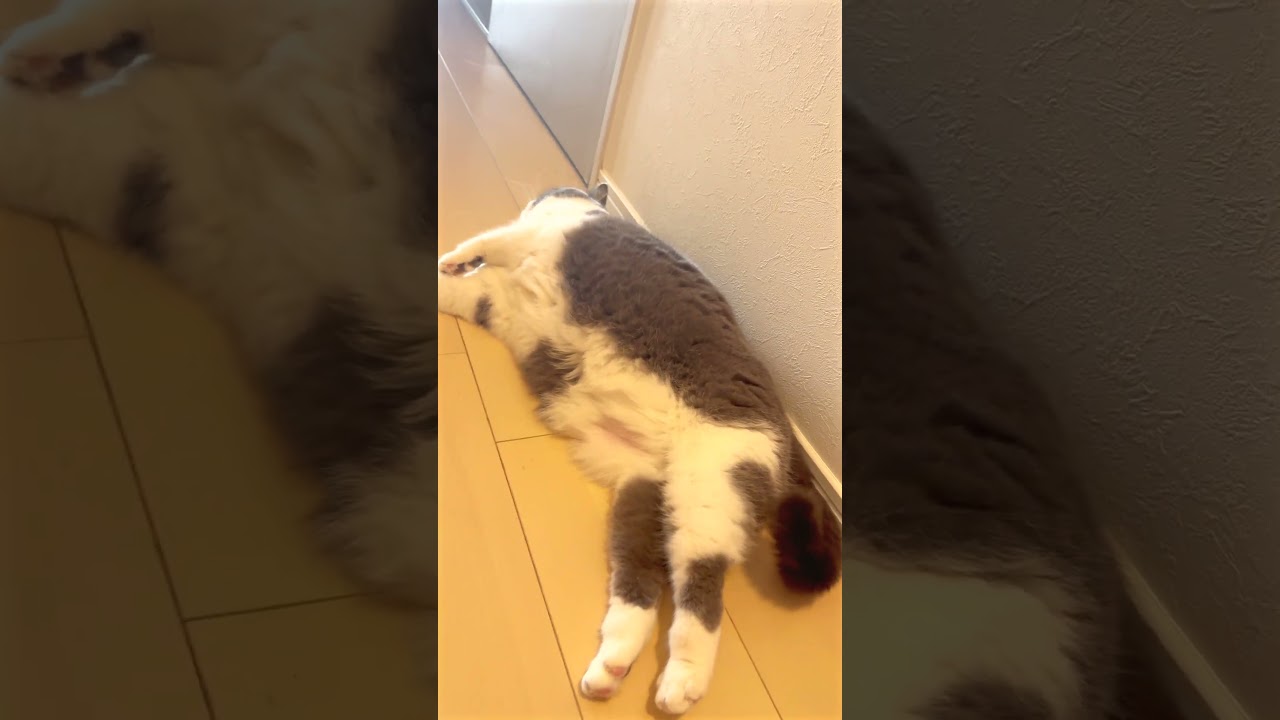ちゃんが暴れとるｗ #お出迎え猫 #猫のいる暮らし #猫 #cat #ブリテッシュショートヘアー #ねこ