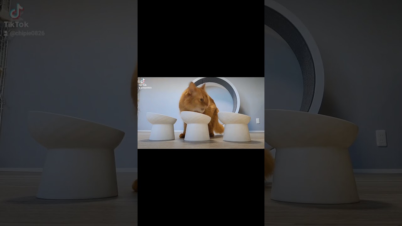 さんかくたべしぴたん #ソマリ #キジトラ #保護猫 #しぴこめ #しぴこめしゃんねる #ねこ #腎不全 #腎臓病 #尿路結石 #ソマリレッド #猫の暮らし