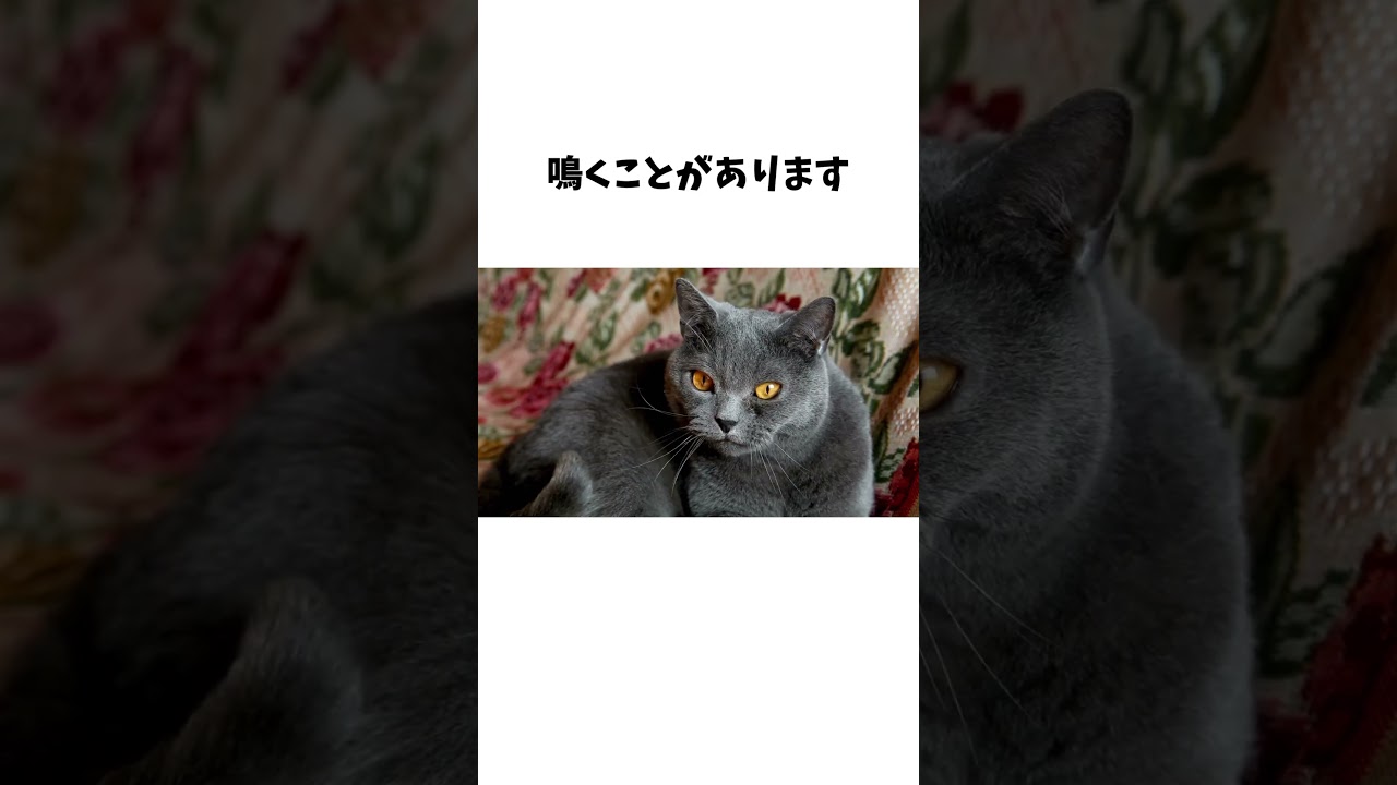 見れたらラッキー！猫の希少な行動 #猫 #雑学 #ペット