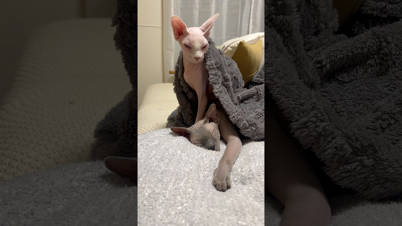 幸せそうに眠る毛のない猫【スフィンクス】