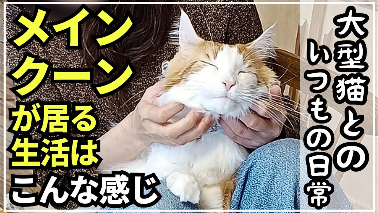 主婦がメインクーンを飼うとこんな日常です。