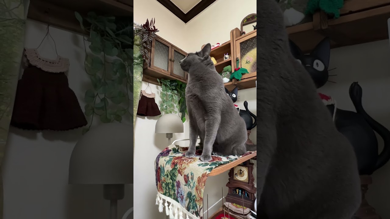 도와주세요~ 집사님 꼭 올라가고 싶어요! 😭#shorts #cat #funny