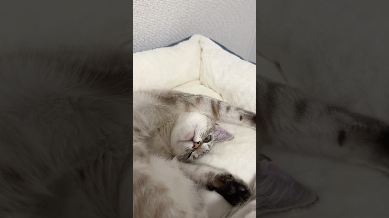 もう、起きる…よね？　#シャムトラ #元保護猫 #シャムミックス  #cat #猫耳 #kitten  #猫耳 #siamesemix