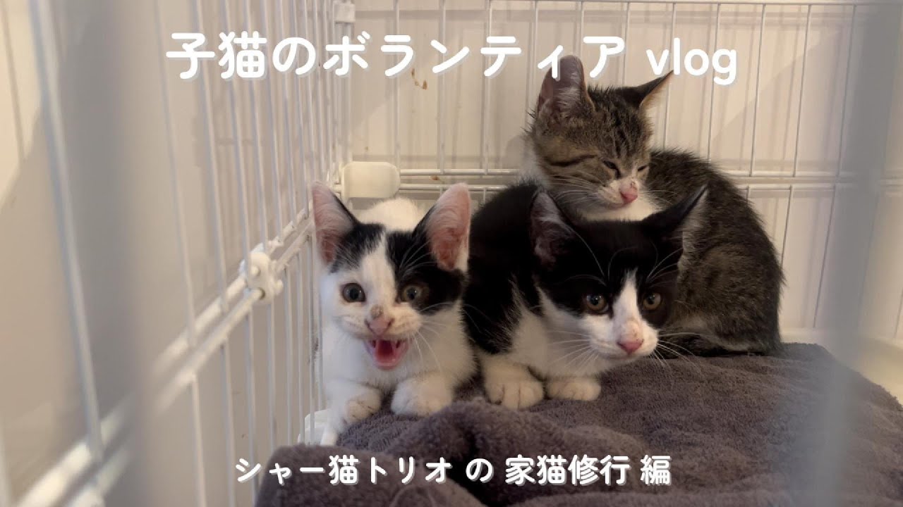 ［子猫のボランティアvlog］シャー猫トリオの家猫修行／「こんぶ」との別れ／姿を見せてくれるようになった「おかか」&「たらこ」