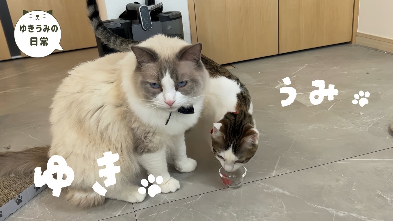 初めて食べるまぐろの刺身を盗み食いされた子猫がすごい行動にでました・・・【ラグドール・キジシロ】