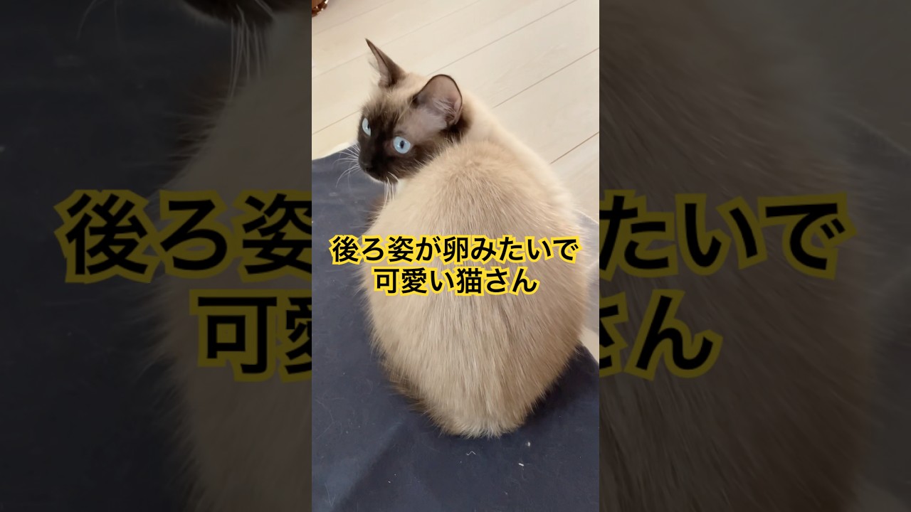 後ろ姿が可愛いラグドール #ragdolls #cats #shorts #ラグドール #猫のいる暮らし #猫動画 #ショート