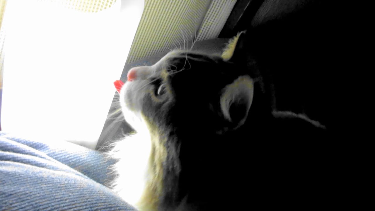 目指せモモ20歳～冬の風物詩❄一緒にねんね/3:08~星乃珈琲☕＆スィーツ～＃猫と一緒に寝る冬♯珈琲