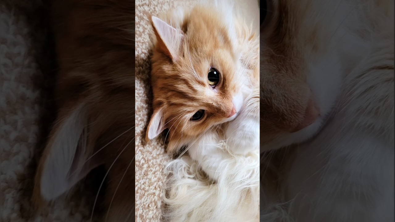 🎹しっぽで指揮するメインクーン🎵