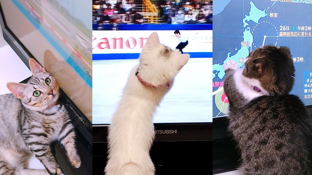 猫 VS テレビ画面！色んな戦いを繰り広げる短足猫たち！
