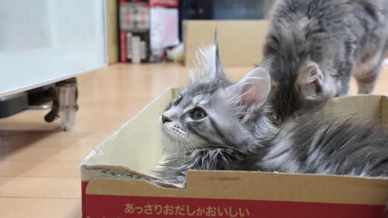 くりっとしたお目々のメインクーン子猫サラビちゃん