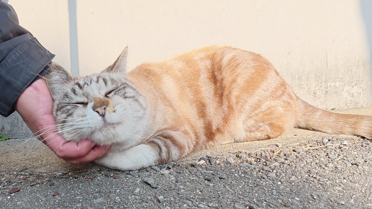 ビビりのアメショーシャム猫が恐る恐る人間にモフられる