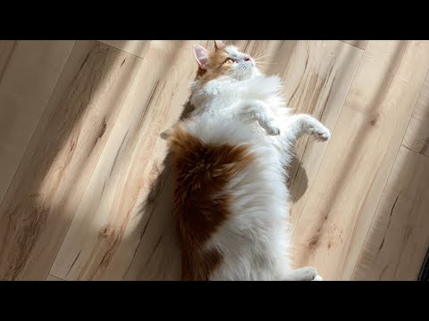寒い日の猫タイム【マリー（メインクーン）】