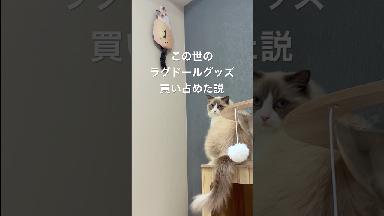 ラグドールグッズ紹介します#猫のいる暮らし #猫のいる生活 #ハチワレ猫 #ラグドール #cat #shorts
