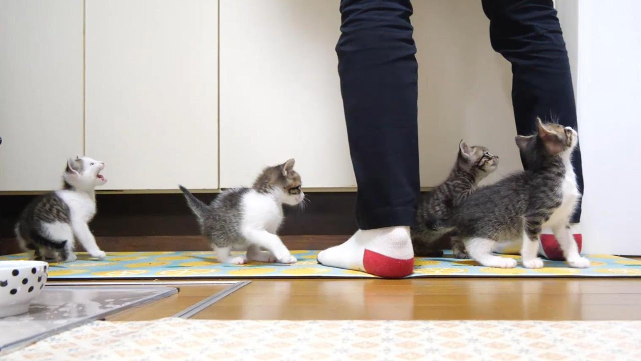 ごはんの順番待ちをする子猫のニャーニャー隊【赤ちゃん猫　保護猫】