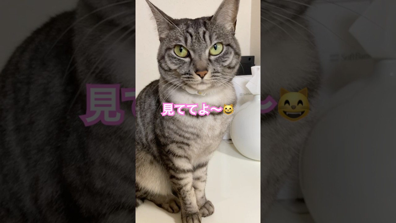 スーパーモデル😽の目の大きさ👀【幸のスズ】　#shorts  #cat  #ねこ  #猫のいる暮らし  #子猫　#保護猫