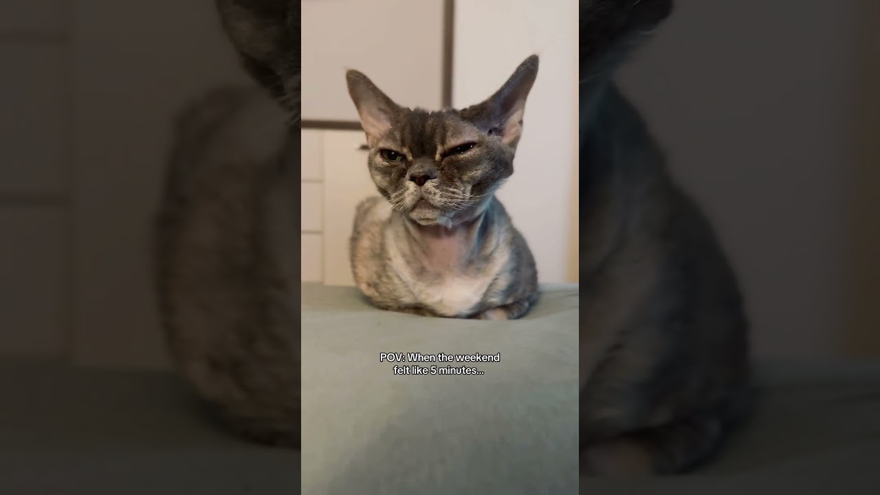 Molly’s Monday Mood: The Ultimate Grumpy Cat Vibes 😾🐾