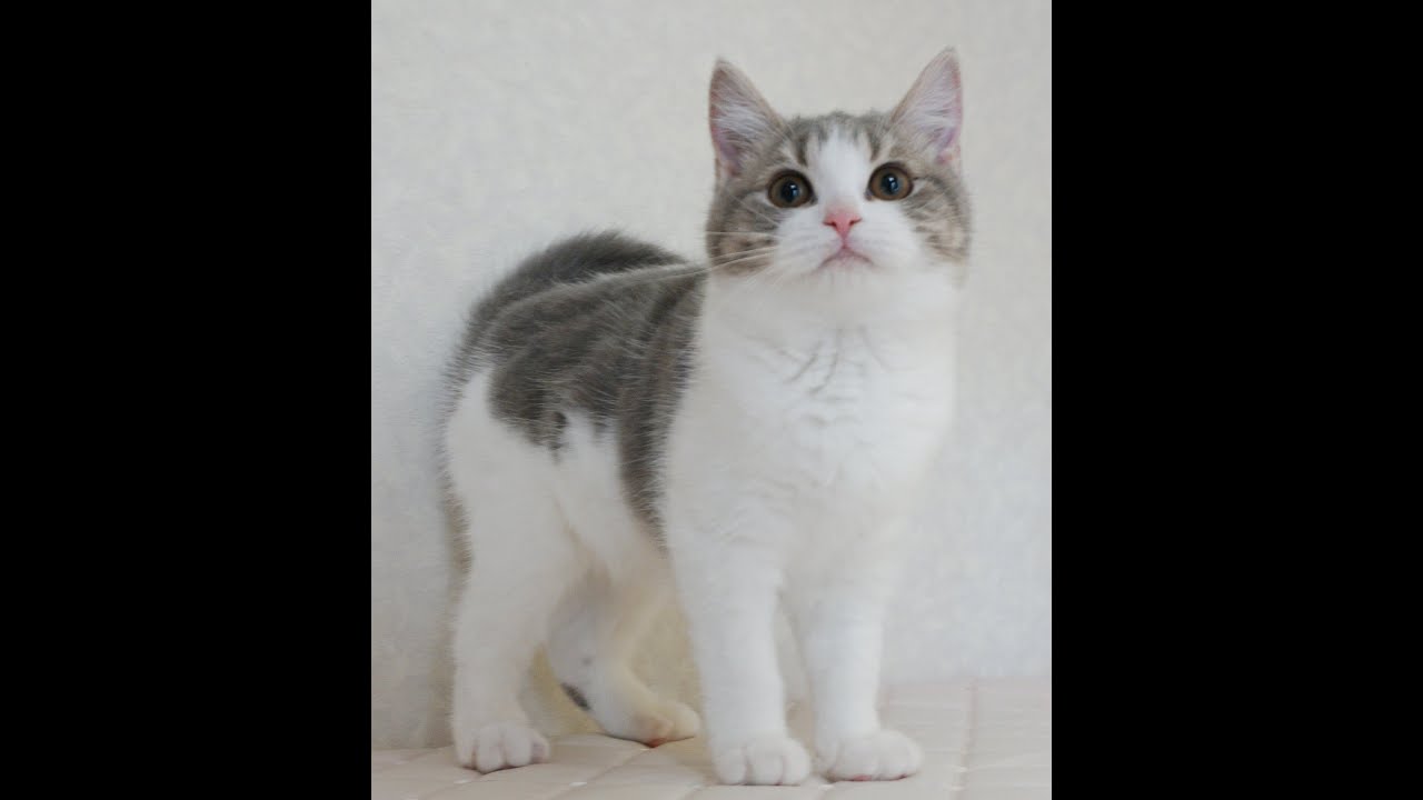ブリティッシュショートヘアー子猫　British Shorthair　2024.10.1産まれ　ブルータビー&パッチドホワイト　女の子　シーダキャット猫のお店