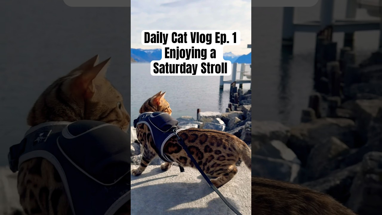 Cat Vlog Ep.1: A Relaxing Saturday Stroll with Breathtaking Swiss Views #bengalcat #adventurecat