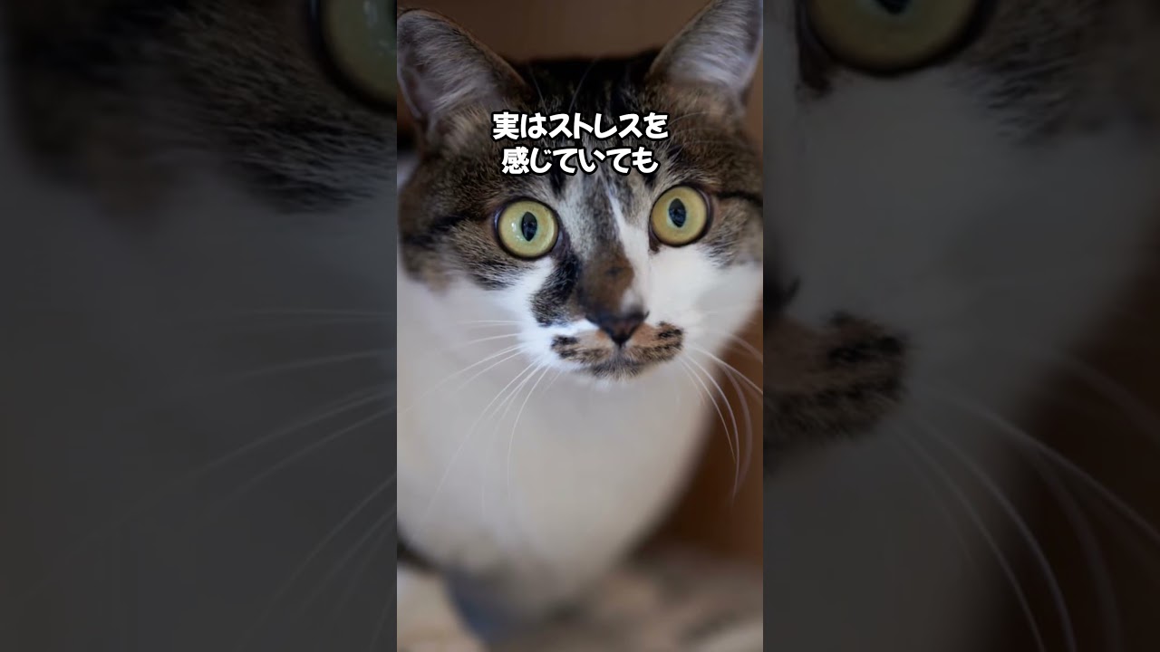 集中力が凄すぎる！ #cat #ねこのいる幸せ #猫動画 #猫のいる暮らし #猫のいる生活 #猫好きさんと繋がりたい