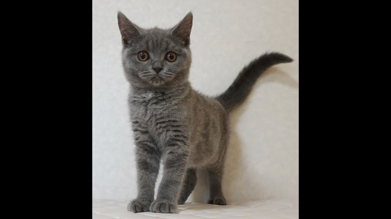 ブリティッシュショートヘアー子猫　British Shorthair　2024.10.1産まれ　ブルータビー　女の子　シーダキャット猫のお店