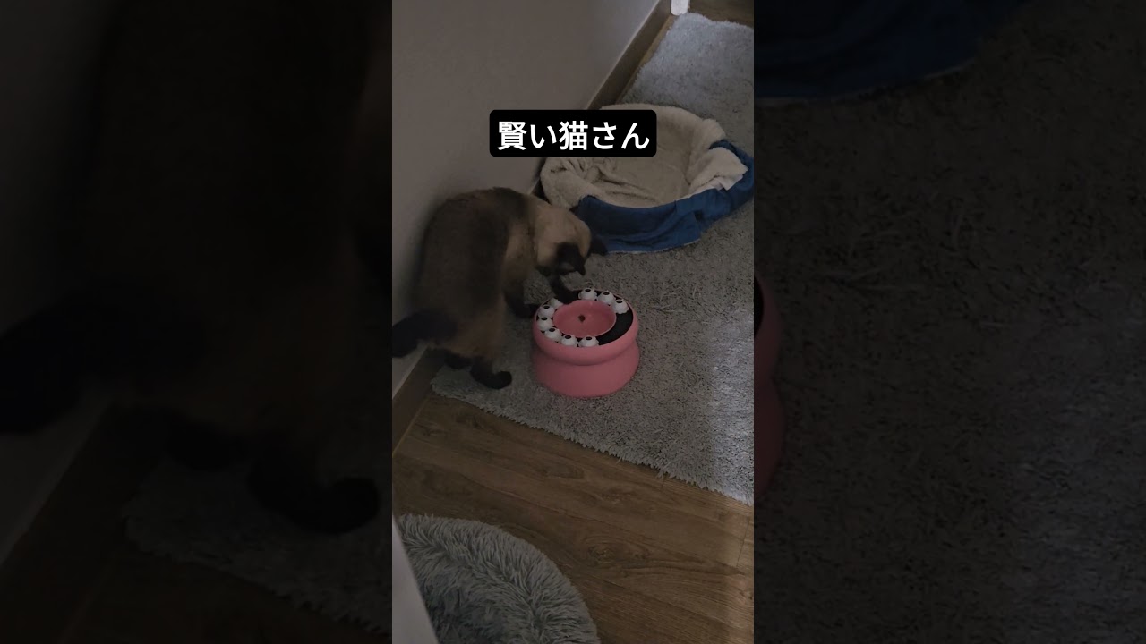 ノーズワーク、猫に秒で解かれました #シャム猫ひおろ #cat