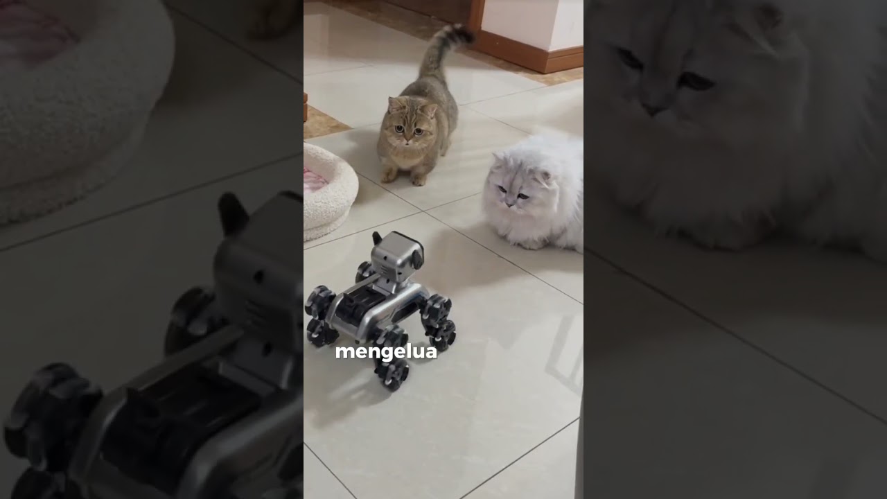Reaksi kucing melihat robot #catcute #catlover #kucinglucuterbaru